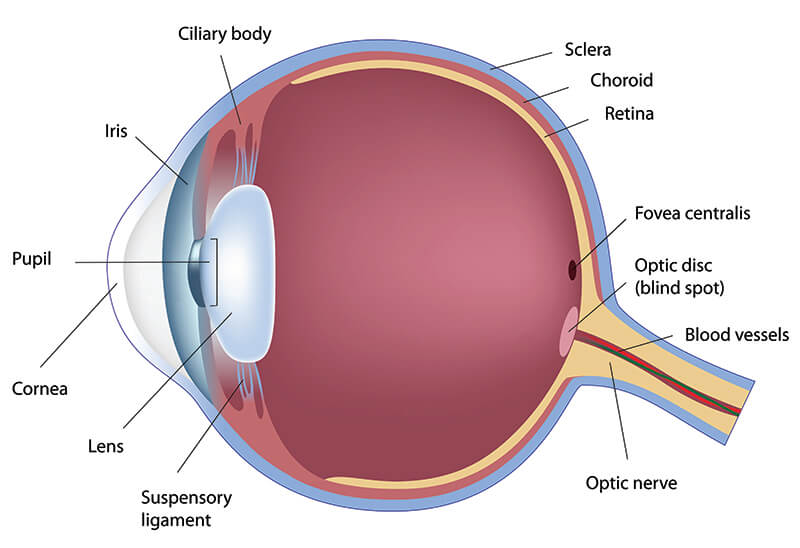 Diagram of the Eye and retina