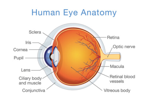 diagram of the anatomy of an eye